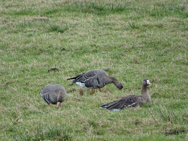 的潜在目标 的潜在目标